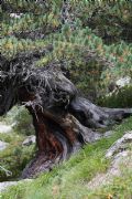 Pinus cembra